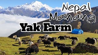 Yak Farm, Manang || Nepal Himalayas, Beautiful View