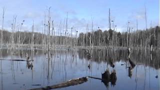 Sterling Nature Center Rookery