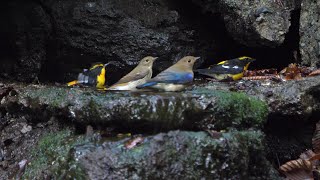 山中湖 大洞の泉のキビタキ（雌雄）とオオルリ（雄・幼鳥）その２（4K60P動画）