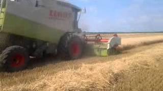 Buza a aratás a Dusnoki határban claas lexion 440