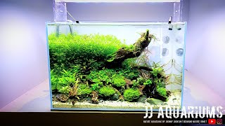 ADA 45P Planted Aquarium | 3rd Month Update |