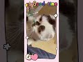 カリンちゃん😸 cat cute スコティッシュフォールド