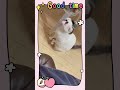 カリンちゃん😸 cat cute スコティッシュフォールド