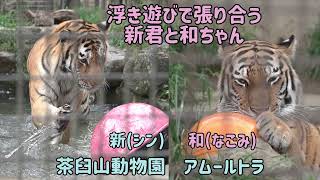 茶臼山動物園　浮きで遊びで張り合う新君と和ちゃん　アムールトラ