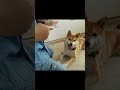 ブラッシングにご満悦の柴犬の咲良。女の子は綺麗でいないとね。＃柴犬＃日本犬 愛犬