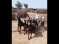 Goat Dancing