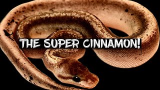 The Potential of the Super Cinnamon Ball Python!
