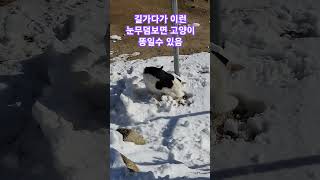 길가다가 이런 눈무덤보면 고양이 똥일수 있음 #길고양이 #cat #새끼고양이 #cute #고양이 #귀여운고양이 #animals #개냥이 #고양이영상