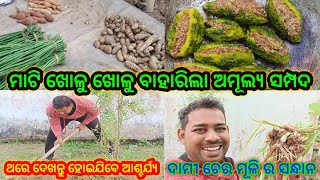 ମାଟି ଖୋଳୁ ଖୋଳୁ ବାହାରିଲା ଅମୂଲ୍ୟ ସମ୍ପଦ/ଥରେ ଦେଖନ୍ତୁ ହୋଇଯିବେ ଆଶ୍ଚର୍ଯ୍ୟ/ଦାମୀ ଚେର ମୂଳି ର ସନ୍ଧାନ/କଲରା ବେସର