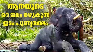 ആനയുടെ മദ ജലം ഒഴുകുന്ന ഇടം പുണ്യസ്ഥലം | Aanakkaryam