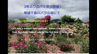 一緒に香りのお散歩しましょう！　3年ぶりに開催された坂城千曲川バラ公園バラ祭り　2022年5月28日～6月12日まで　#83　　#バラ　#ザ・ローズショップ　#長野ローズ小諸試験場