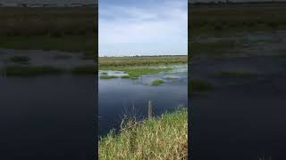 Alligator Hole Hangout  ⚠️ Fishing in Florida