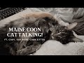 Maine Coon Cat Talking | “I Want My Morning Cuddles!”