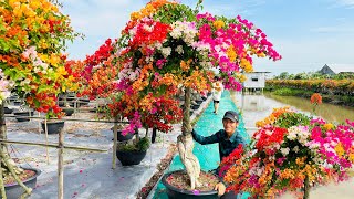 Five-Colored Bougainvillea for Tet – Thick Branches at Great Prices