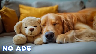 🔴[LIVE] Dog Music🎵Relaxing Music for Dogs with Anxiety🐶🎵Separation anxiety relief music💖Dog Calm🔴