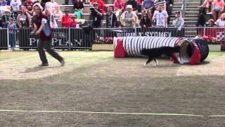 2015 04 07 Dogs Dog Agility