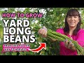 The Ultimate Yard Long Bean Growing Guide - From Seed To Harvest #beans #garden #vegetablegarden