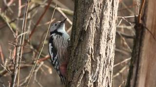 Middle Spotted Woodpecker