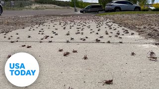 Millions of 'nightmarish' Mormon crickets invade cities | USA TODAY
