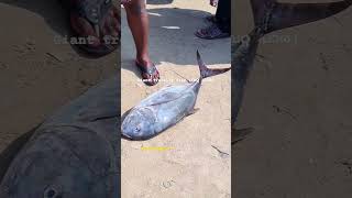 Gaint trevally fish (വറ്റ പാര )🐠🐠🐠 #kadalkara #viral #shorts