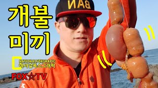 개불미끼vs성게미끼/수중관찰카메라-FOX☆TV