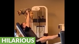 Dog proves to be the best gym buddy ever