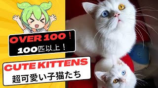 ずんだもんと鑑賞🐱100匹以上のかわいい子猫が登場！癒し動画 2 #子猫  #ずんだもん #猫