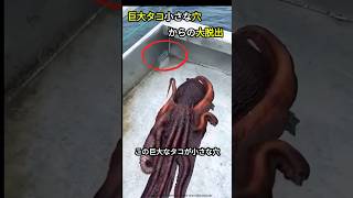 驚異のタコ脱出劇！#珍動画 #珍動画 #珍事件 #海洋 #海洋生物 #かわいい #shortvideo #shorts #short #octopus