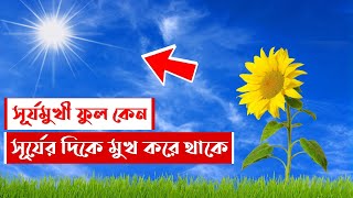 সূর্যমুখী ফুল কেন সূর্যের দিকে মুখ করে থাকে || বিজ্ঞানের আসর || Why Sunflower Always Face The Sun