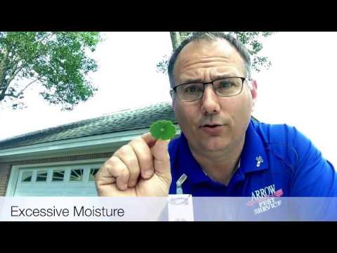 How to Get Rid of Dollar Weeds, Panama City, FL How to Get Rid of Dollar Weeds, Panama City, FL