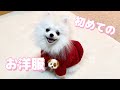 愛犬に初めて洋服を着させてみたら、可愛すぎました。