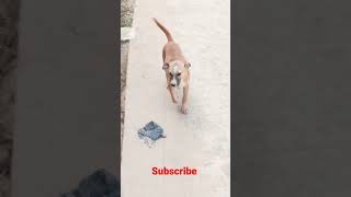 Tu chodiyon Na | straydog| #shorts #short #ytshorts #doglover