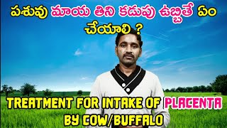 పశువులు మాయ తింటే రైతుగా ఏం చేయాలి ? | First aid for intake of Placenta by Ruminants #Placenta