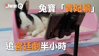 兔寶「貴妃躺」追宮鬥劇半小時！太像人逗網喊：工讀生出來｜寵物｜兔子｜側躺｜享受