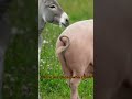 the hidden dangers of donkey pig hybridization exposed