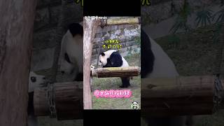 當母女兩熊都想玩鞦韆時各出奇招-小朋友不可以玩鞦韆哦！#好奇熊貓#奇三妹#重動#pandababy#大熊貓#熊貓#貓熊#panda#熊貓愛Panda#搞笑#有趣#funnypanda#可愛#療癒