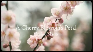 A Cherry Blossom's Petal