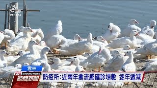 雲林一養雞場確診禽流感 撲殺2.3萬隻雞 20200101 公視晚間新聞