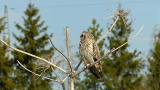 Болотная сова  - 3 (  Short eared Owl )