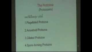 The Protozoa ตอนที่1