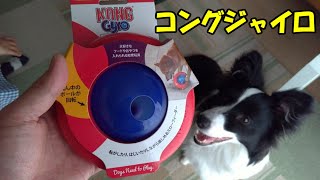 【知育玩具】試してみたかったコングジャイロ！Educational toys! Kong Gyro that I wanted to try!