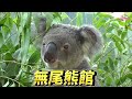 夜間開放動物夏夏叫〜歡迎一探「動物育兒妙招」究竟