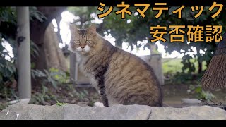 野良猫をシネマティックに安否確認する