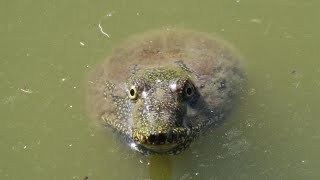 【面白】水面に顔を出すスッポン