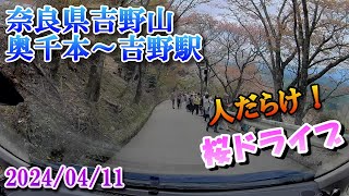 2024年4月11日　奈良県吉野山奥千本～吉田駅　桜ドライブ車載（ZDR016ドラレコ映像）