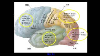 11101選修生物三ch4 1 20人體大腦簡介 2(二恭)