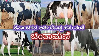 ಕರ್ನಾಟಕದ ಅತೀ ದೊಡ್ಡ ಹಸು ಸಂತೆ ಚಿಂತಾಮಣಿ Chintamani is the biggest cow Market of Karnataka