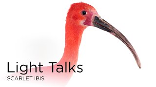 Light Talks: Scarlet Ibis