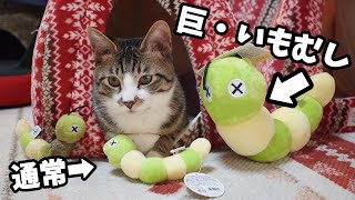 お気に入りのおもちゃが突然でっかくなった時の猫の反応は・・?【リキちゃんねる　猫動画】 キジトラ 猫のいる暮らし