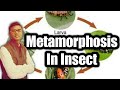 Metamorphosis in insect /By Satya Agri learner